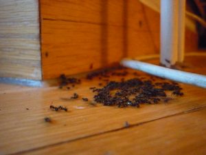 How to Use Boric Acid to Kill Ants