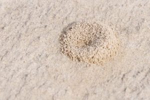 4 Effective Ways to Kill Ants Outside